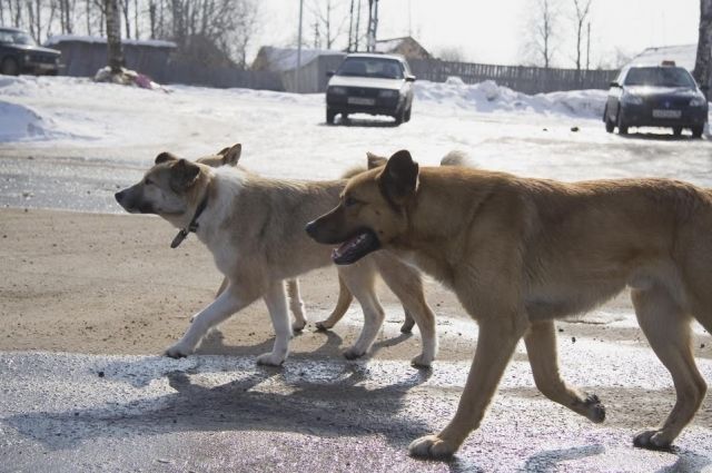 В Салехарде на детской площадке бродячие собаки покусали 8-летнего мальчика