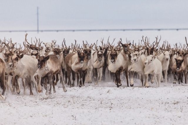 На Ямале дикие олени увели домашних самок из стада