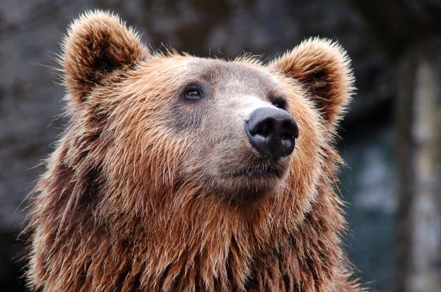 Ямальцы готовятся к сезону охоты на бурого медведя