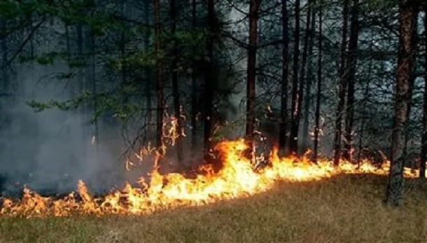 В Пуровском районе действует семь лесных пожаров